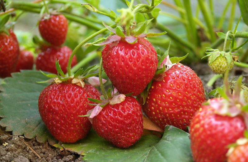 從源頭到餐桌：恒譜生專業(yè)農(nóng)藥殘留檢測，筑牢食品安全防線！